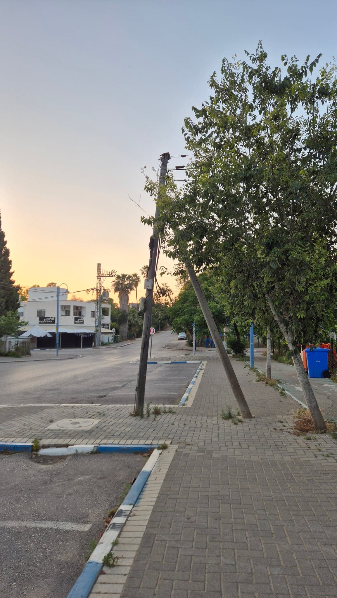 הדקלים