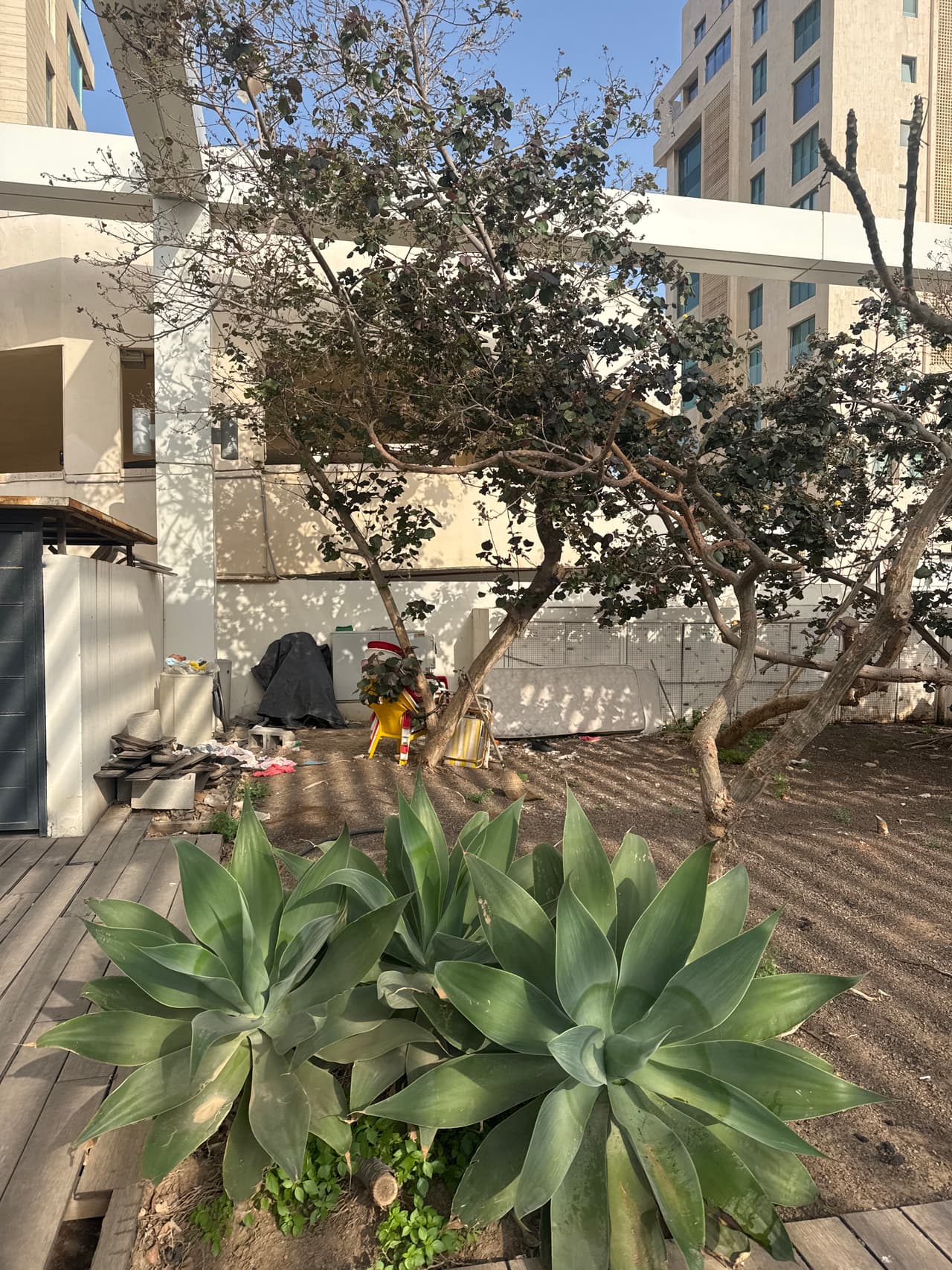הרב קוק 5