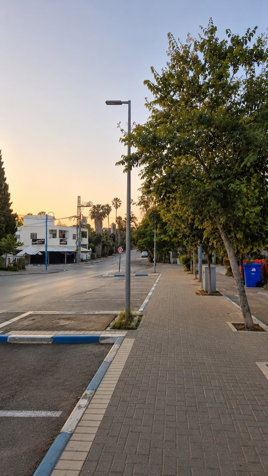 הדקלים